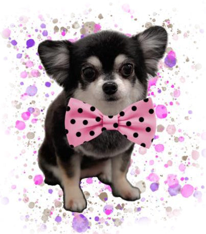 Jades Chihuahua Shop  wenst je een gezond, gelukkig Nieuwjaar!