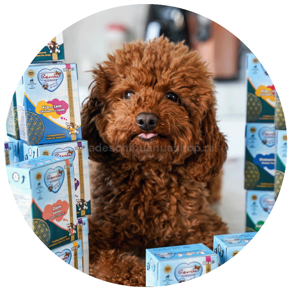 Renske - Kip Met Rund