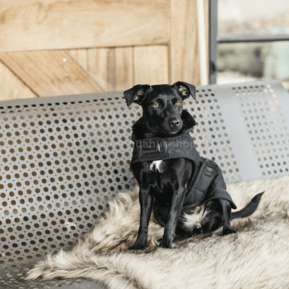 Kentucky - Hondenjas Original Zwart